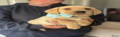 Light Blue Collar Male