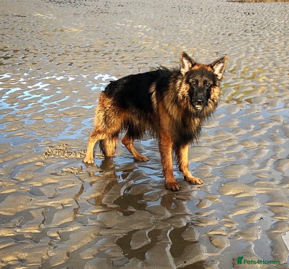 German Shepherd dogs Enzo  - Advert 1