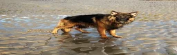 German Shepherd dogs for sale: Enzo  - Advert 3