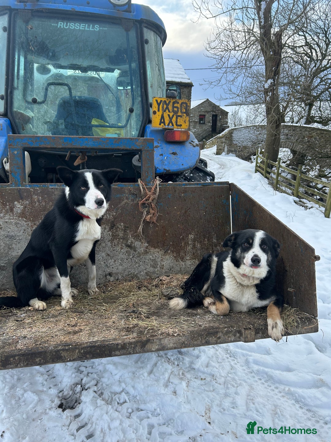 Border Collie dogs for sale: dog for sale - Image 8