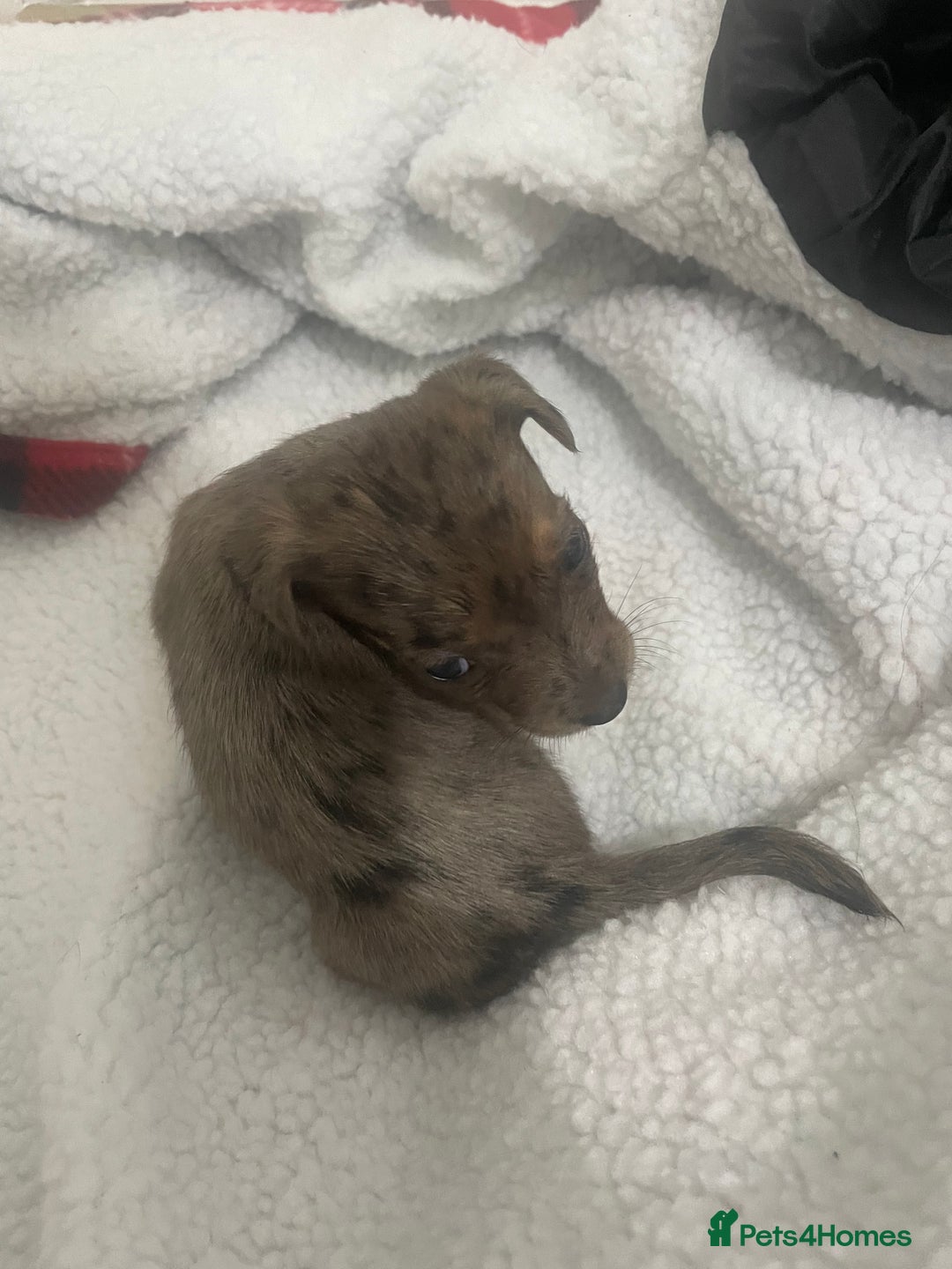 Jack Russell dogs for sale: Four Jack Russell puppies merle - Image 3