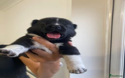 Akita dogs for sale: Akita puppies  - Image 9