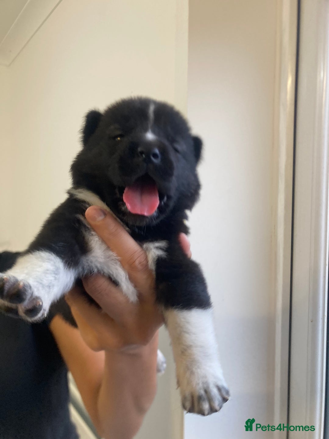 Akita dogs for sale: Akita puppies  - Image 9