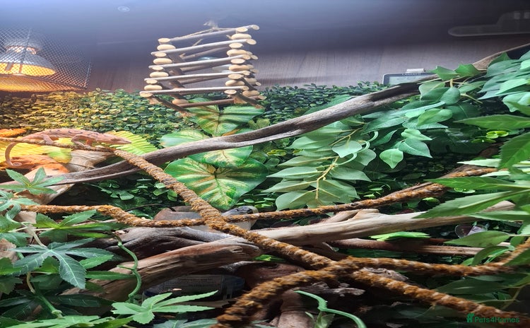 Chameleon reptiles - Advert 1