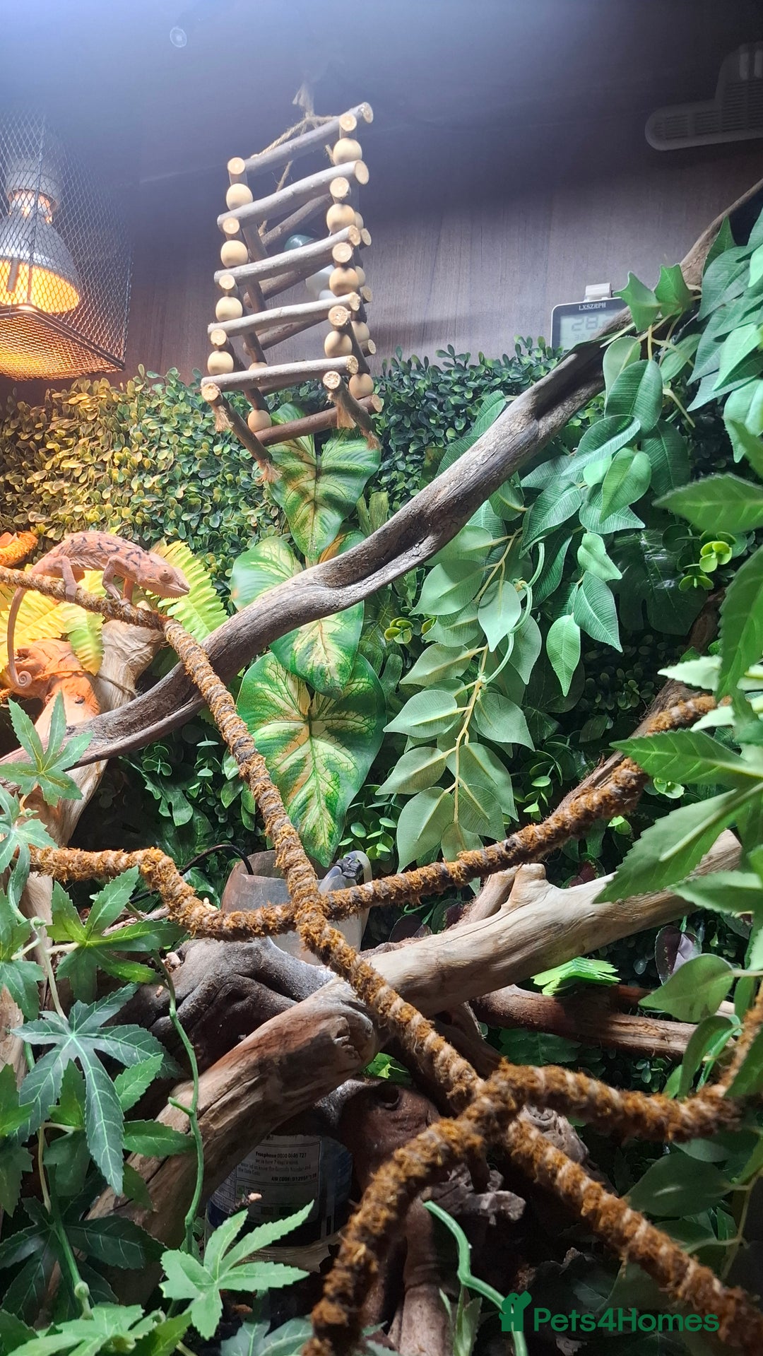 Chameleon reptiles for sale: Panther Chameleon and set up - Image 1