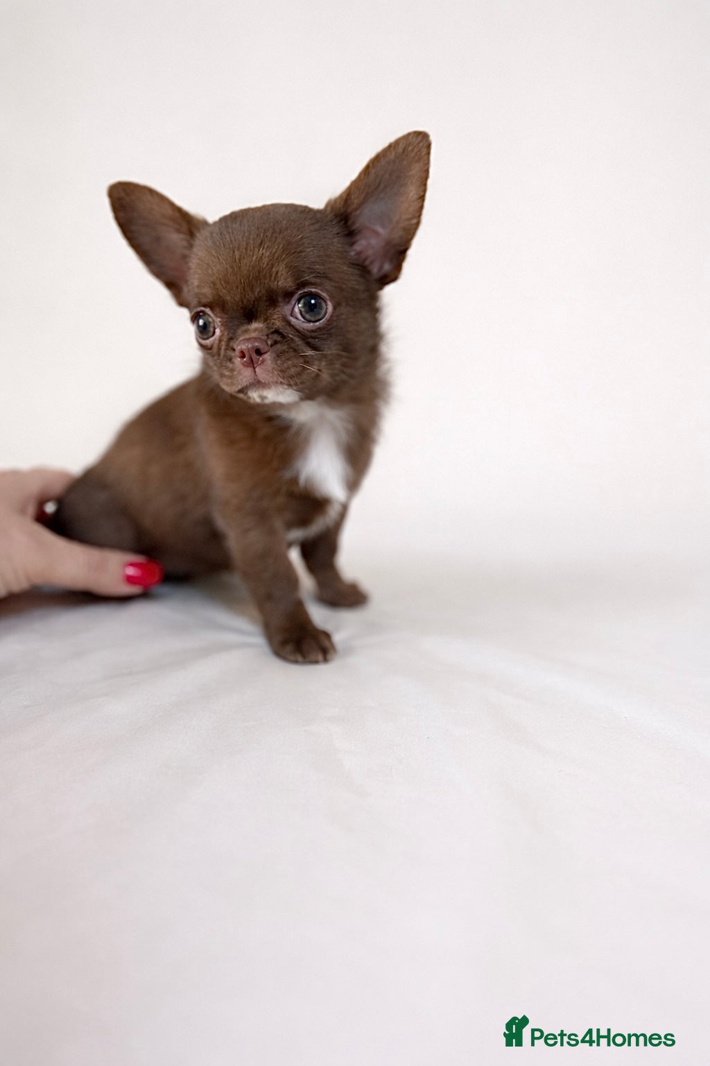 Chihuahua dogs Chihuahua girl  - Advert 6