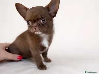 Chihuahua dogs Chihuahua girl - Advert 6