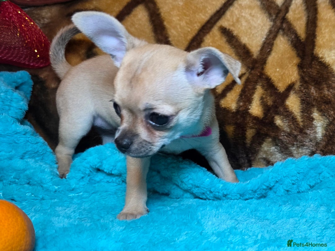 Chihuahua dogs for sale: CHIHUAHUA Girls Ready To Go - Advert 13