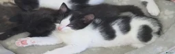 Mixed Breed cats for sale: 7 Beautiful Kittens Looking for Their Forever Home - Advert 12
