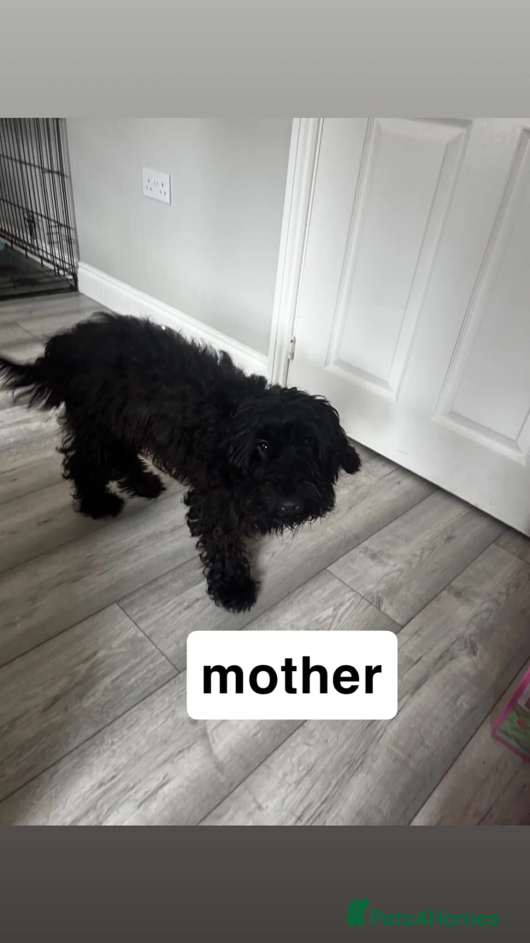 Cockapoo dogs for sale: Cockapoo Female Puppies in Workington - Advert 1