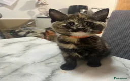 Ragdoll cats for sale: Beautiful Ragdoll Tortishell Kittens for sale! - Image 6