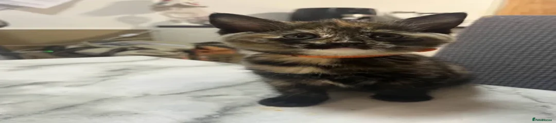 kitten 2 - Mars
