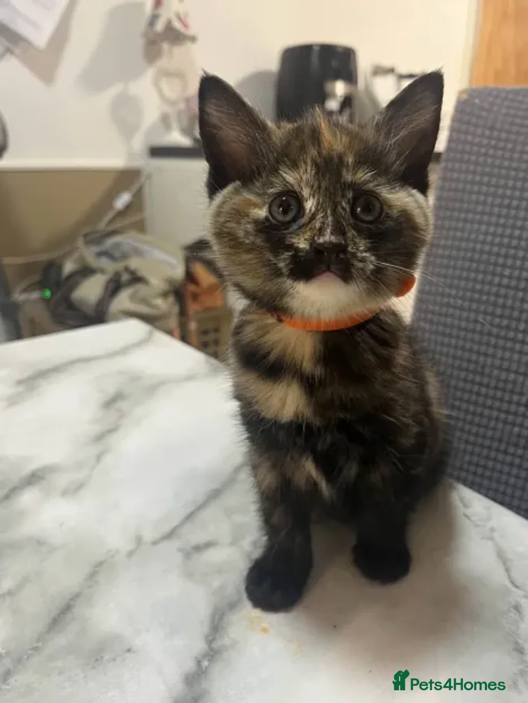 Ragdoll cats for sale: Beautiful Ragdoll Tortishell Kittens for sale! - Image 6