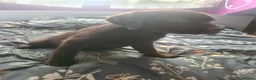 Labrador Retriever dogs for sale: Chocolate Labradors - Advert 4