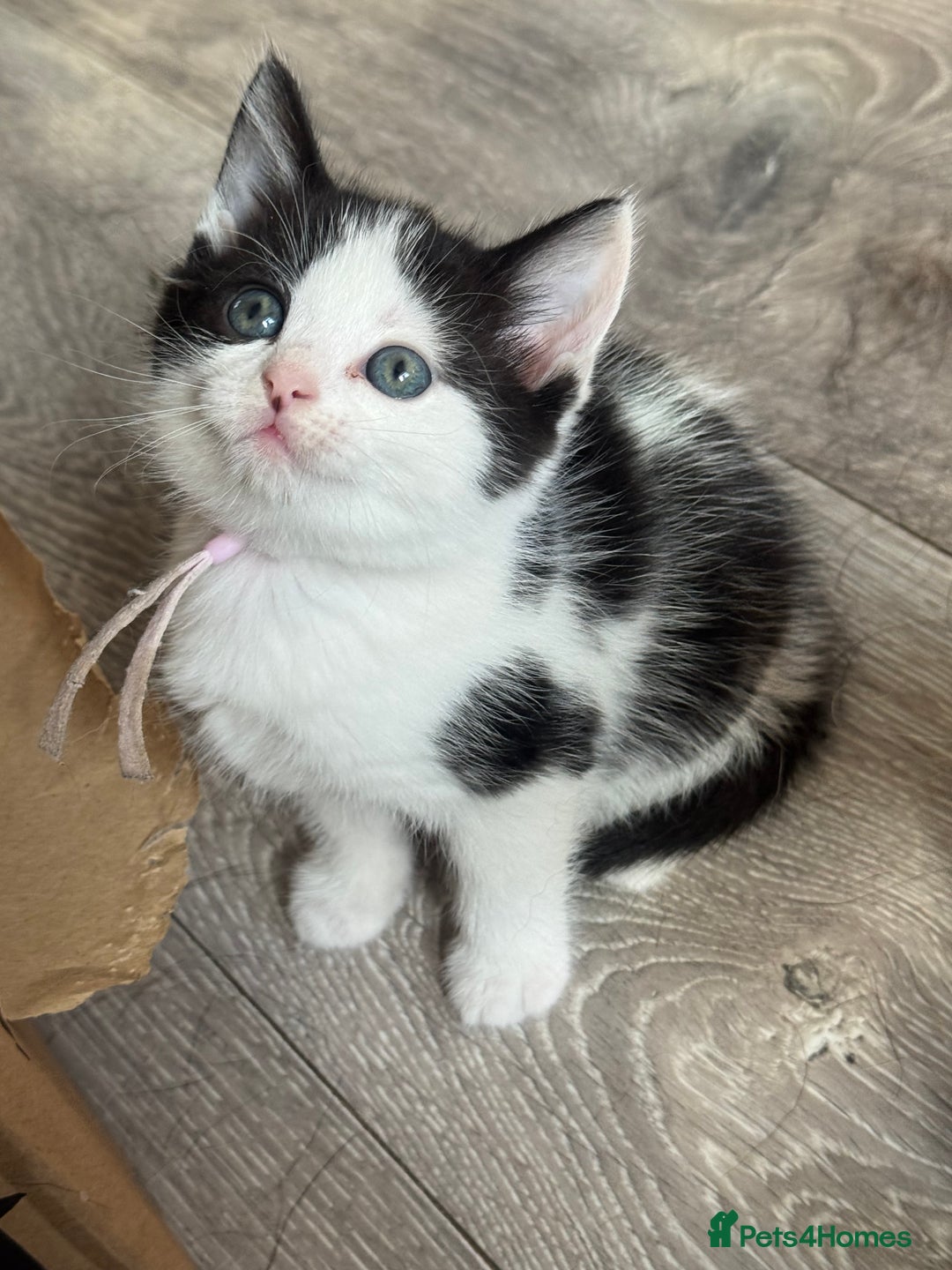 British Shorthair cats for sale: British shorthair cross kittens available  - Image 6