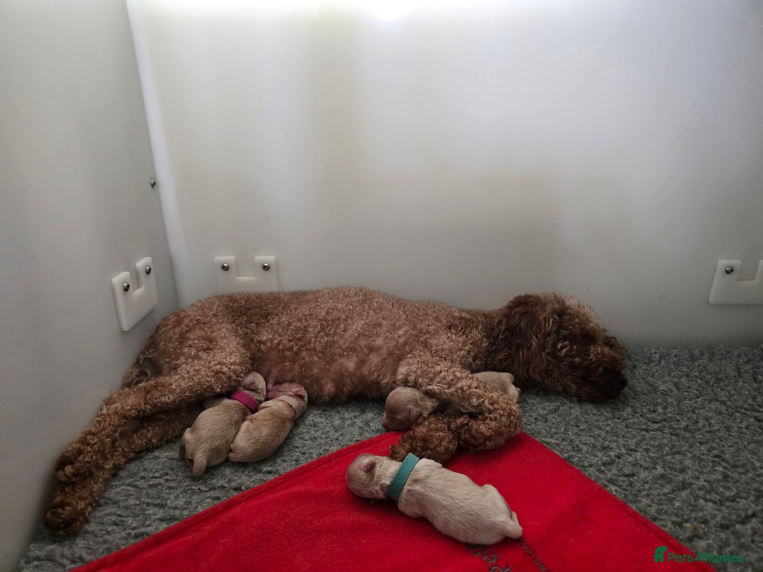 Maltipoo dogs for sale: F1 maltipoo's from health tested parents 1 Girl  - Image 11