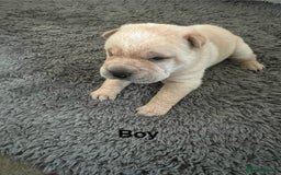 Shar Pei dogs for sale: Beautiful Shar Pei pups - Image 14