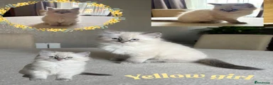 Yellow girl