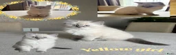 Ragdoll cats for sale: gorgeous ragdolls - Champion Bloodlines - Advert 10