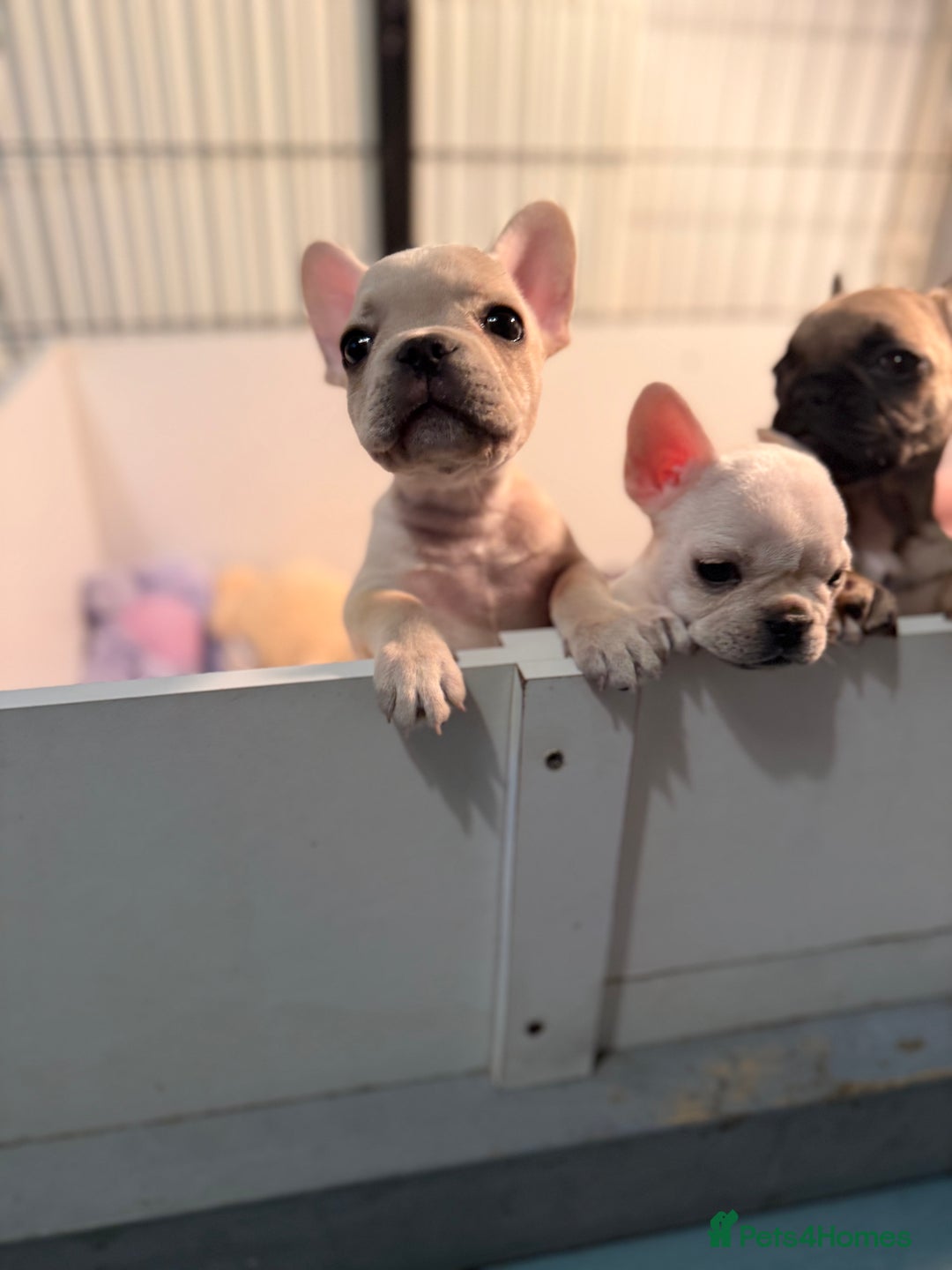 French Bulldog dogs for sale: Super Special KC Registered French Bulldog Puppies - Advert 2