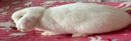 Mini Lop rabbits for sale: Beautiful Mini Lops Looking for 5-Star Pet Homes - Advert 13