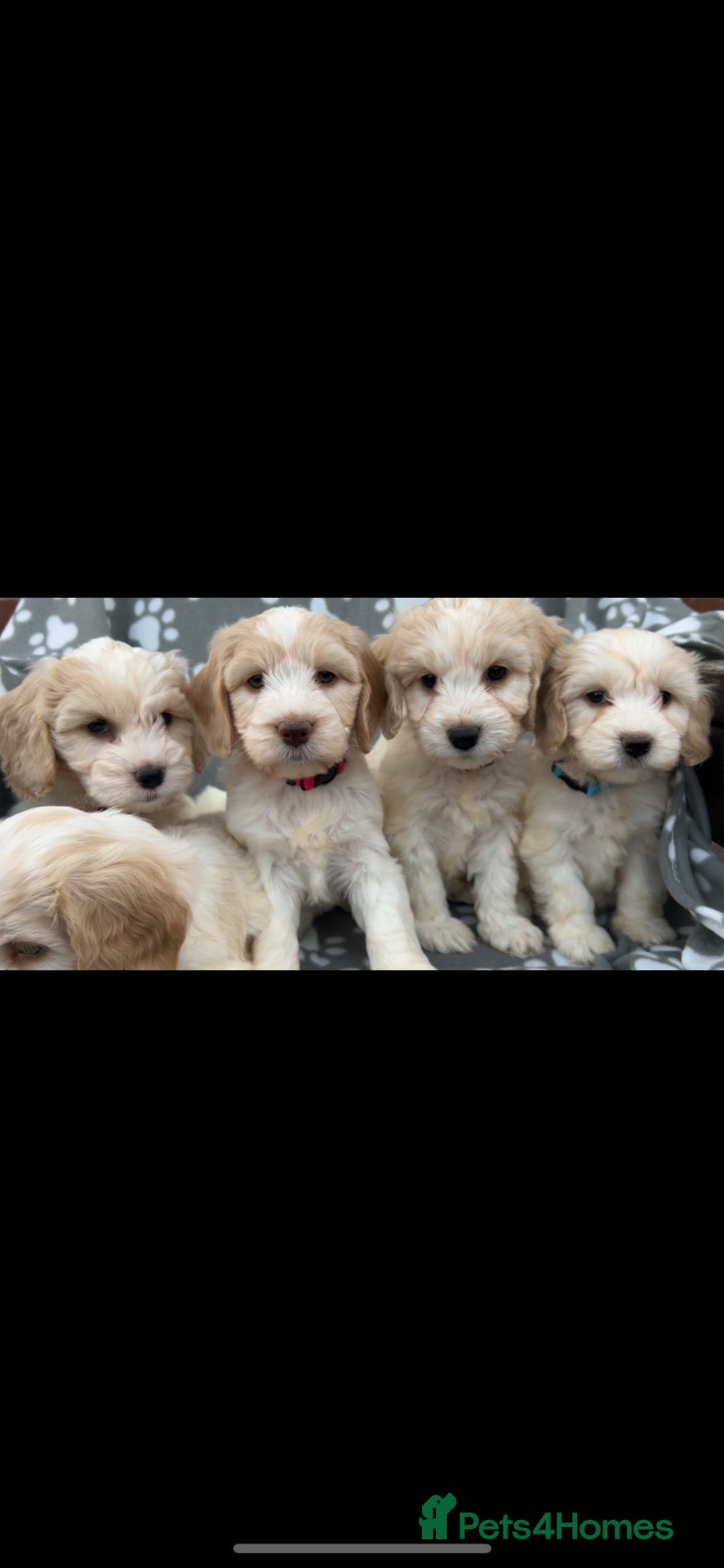 Cockapoo dogs Beautiful cockapoo puppies  - Advert 1