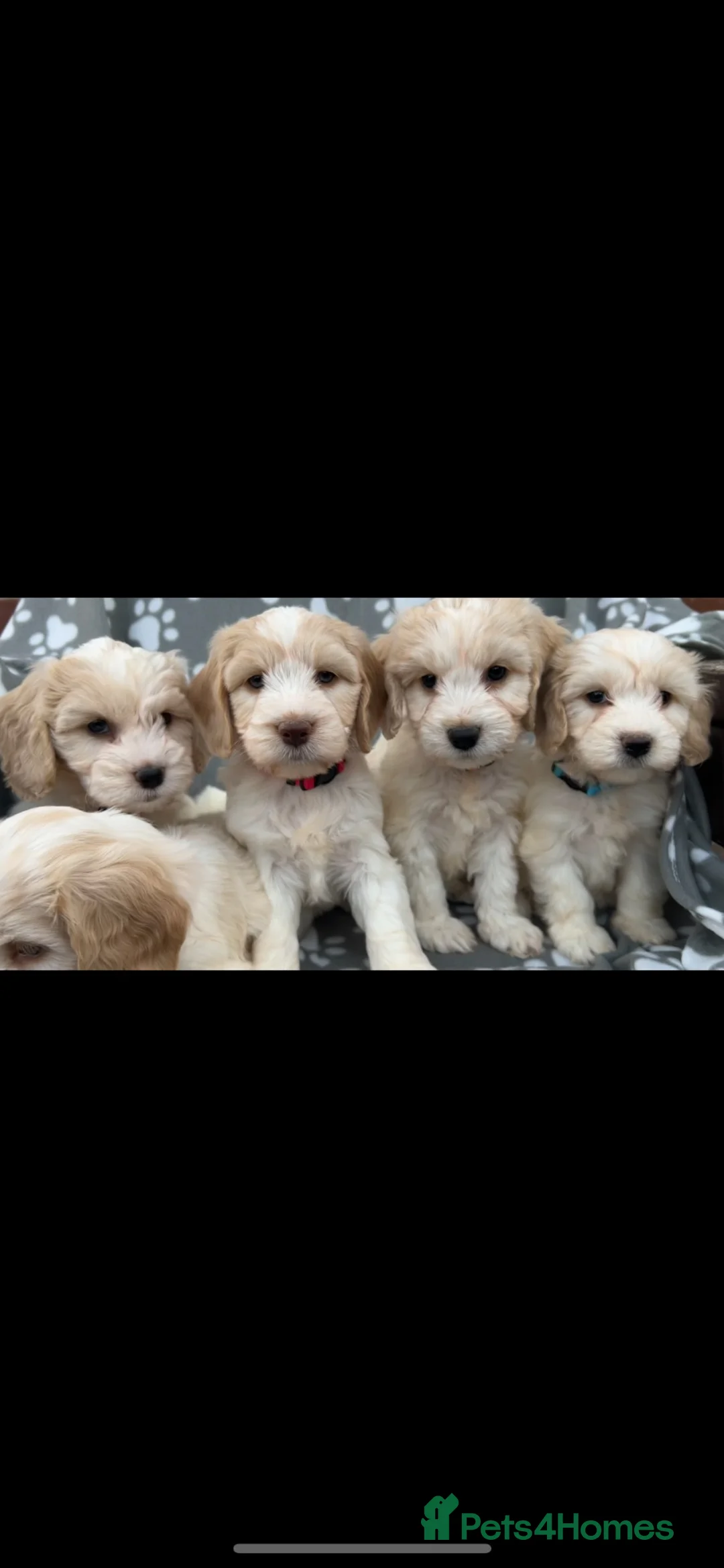 Cockapoo dogs for sale: Beautiful cockapoo puppies  - Advert 1