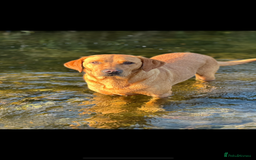 Labrador Retriever dogs for sale: Stunning Fox red labradors - Image 11
