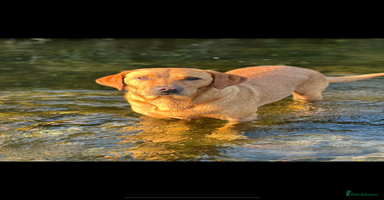 Labrador Retriever dogs - Advert 3