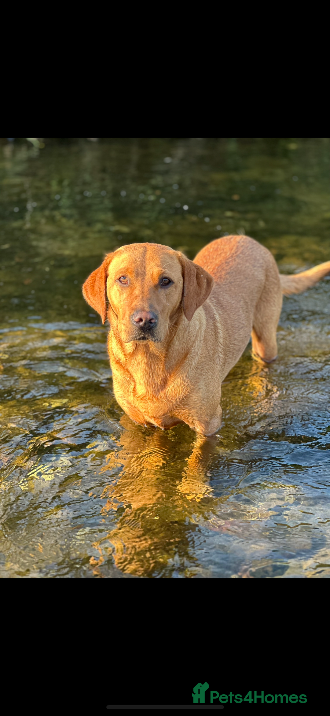 Labrador Retriever dogs for sale: Stunning Fox red labradors - Image 11
