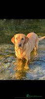 Labrador Retriever dogs - Advert 5