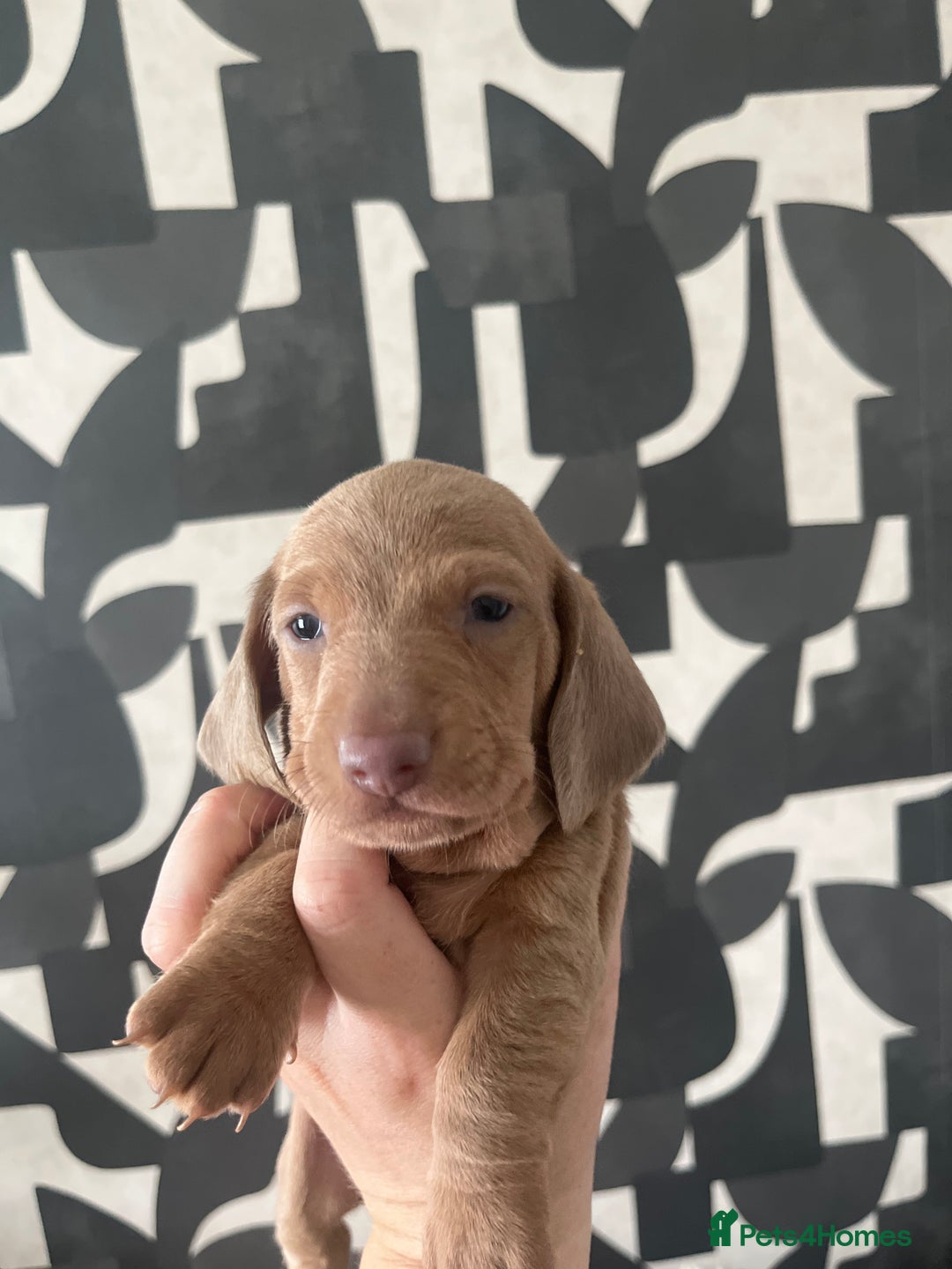 Dachshund dogs for sale: Miniature dachshunds  - Image 11