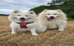 Samoyed dogs for sale: Samoyed puppies for sale  - Image 7