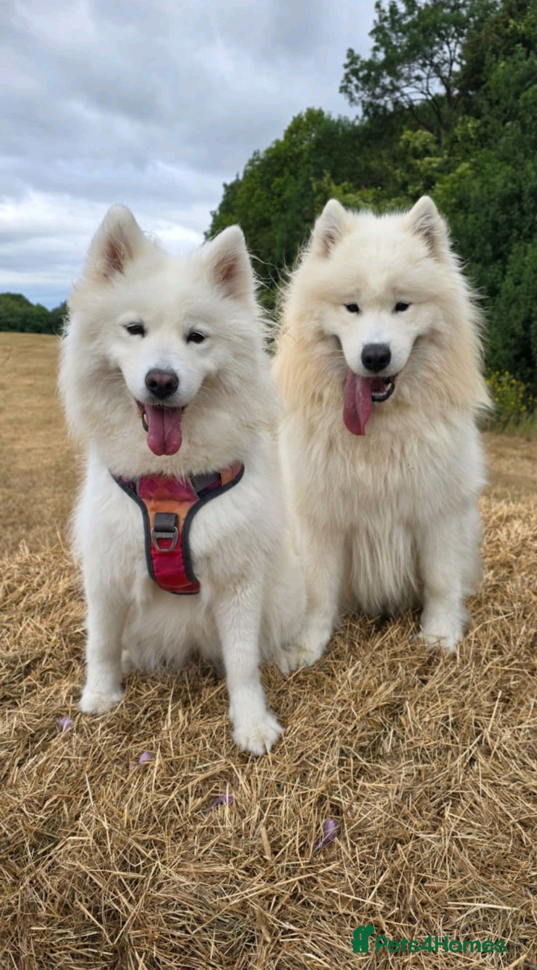 Samoyed dogs for sale: Samoyed puppies for sale  - Image 7