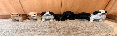 Cockapoo 3