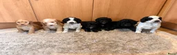 Cockapoo dogs for sale: 🏡Ready to leave cockerpoos 🐶🏡 in Marlborough - Advert 3