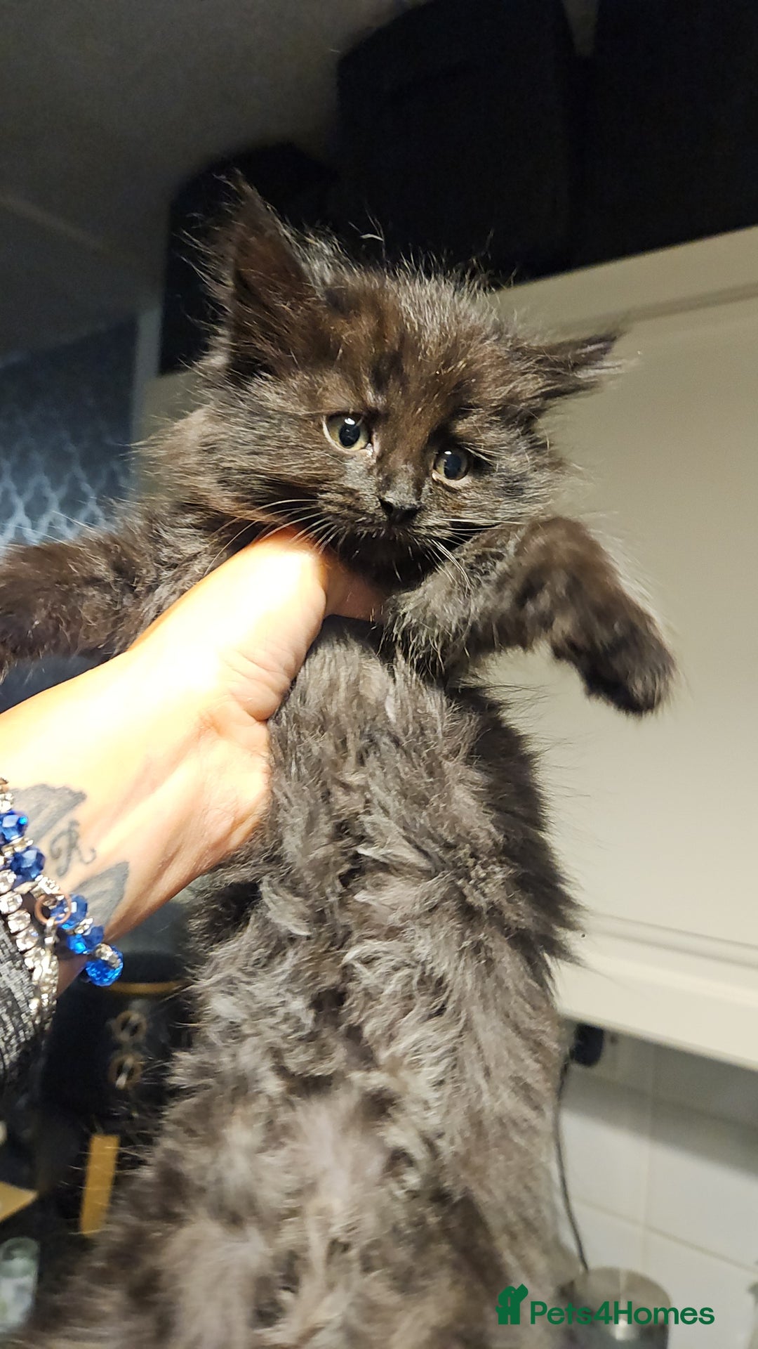 Siberian cats for sale: 5 gorgeous siberian kittens - Image 8