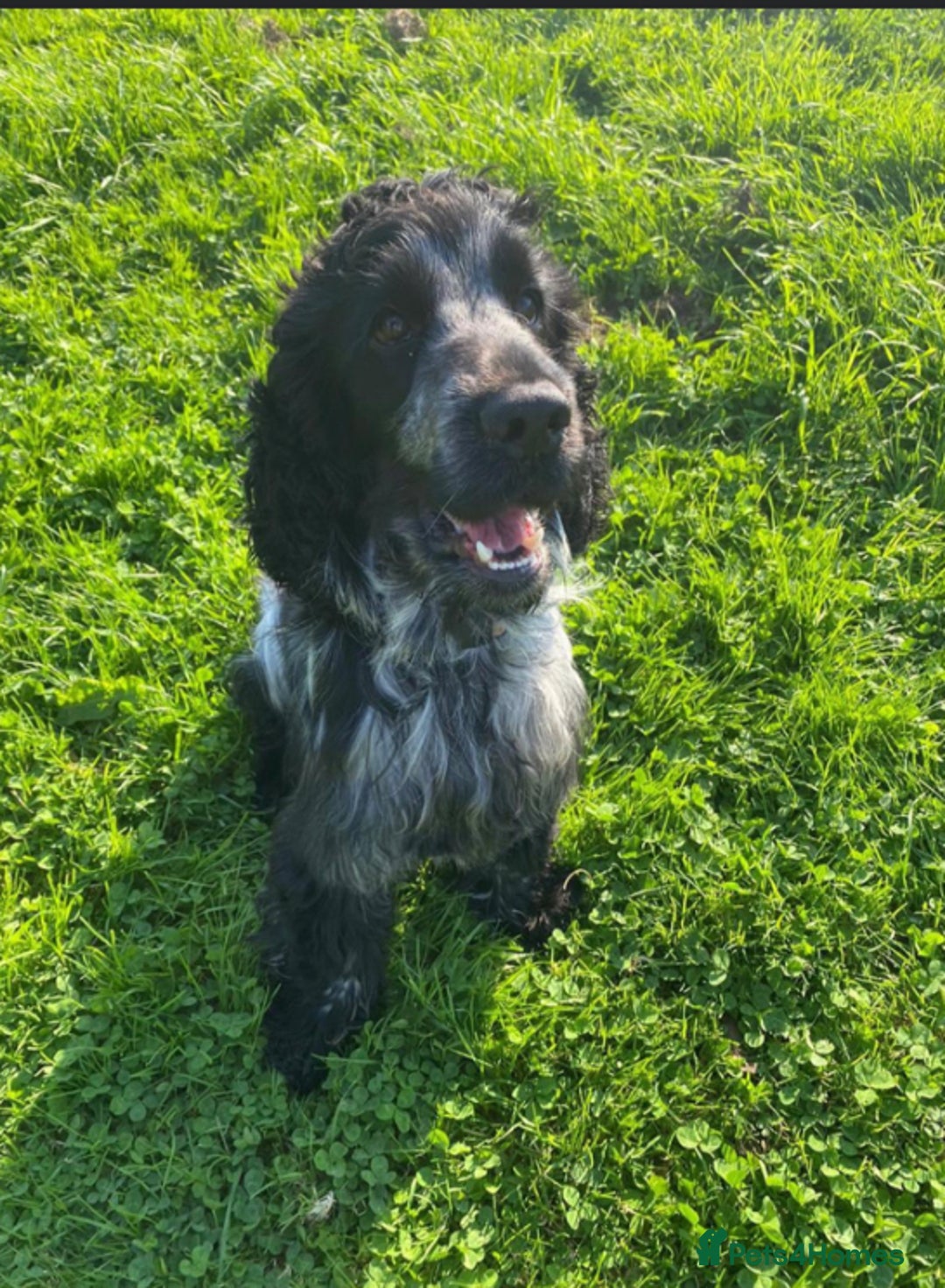 Cocker Spaniel dogs for sale: Show Cocker Spaniel pups - Image 10