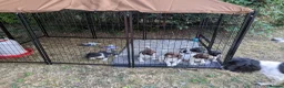English Springer Spaniel dogs for sale: Traditional KC reg English Springer spaniel  - Advert 4