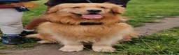 Golden Retriever dogs for stud: Stud Service - Champion Bloodline Golden Retriever - Advert 2