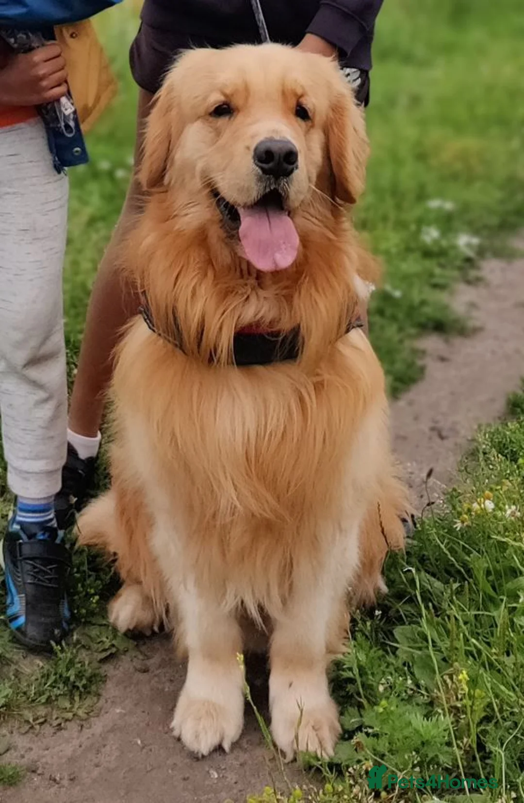 Golden Retriever dogs for stud: Stud Service - Champion Bloodline Golden Retriever - Advert 2