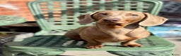 Miniature Dachshund dogs for stud: Isabella miniature dachshund (stud) - Advert 4