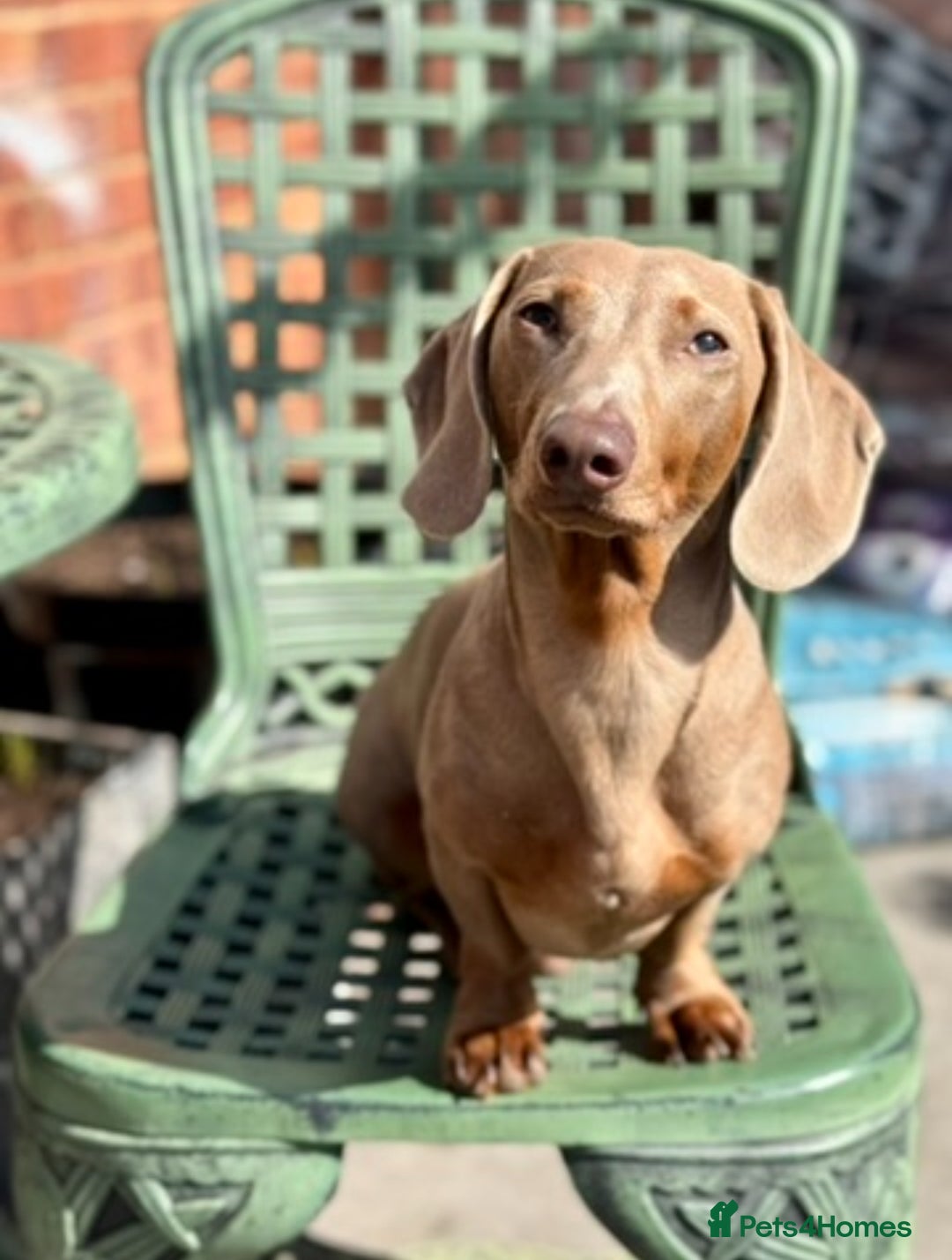 Miniature Dachshund dogs for stud: Isabella miniature dachshund (stud) - Advert 4