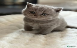 Scottish Fold cats for sale: Scottish straight - Image 4