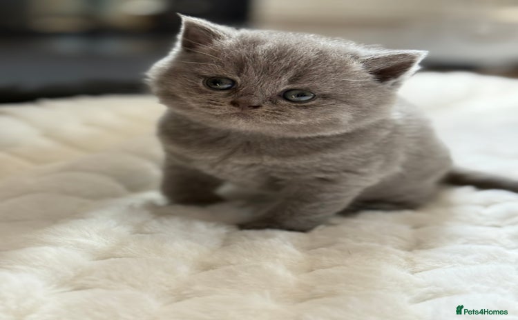 Scottish Fold cats - Advert 2