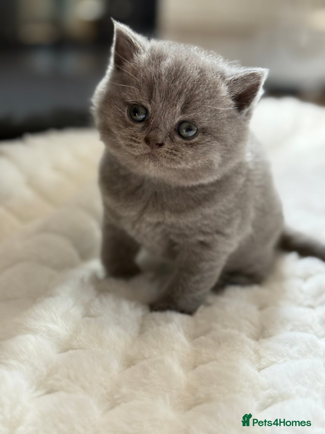 Scottish Fold cats for sale: Scottish straight - Image 4