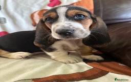 Basset Hound dogs for sale: Basset hound boys available - Image 6