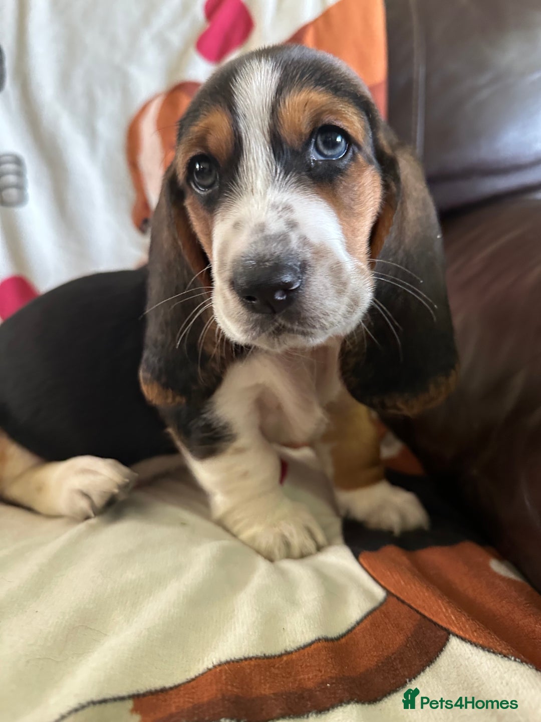 Basset Hound dogs for sale: Basset hound boys available - Image 6
