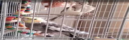 Cockatiels birds for sale: Cockatiels with large indoor/outdoor Cage for Sale in London - Advert 4