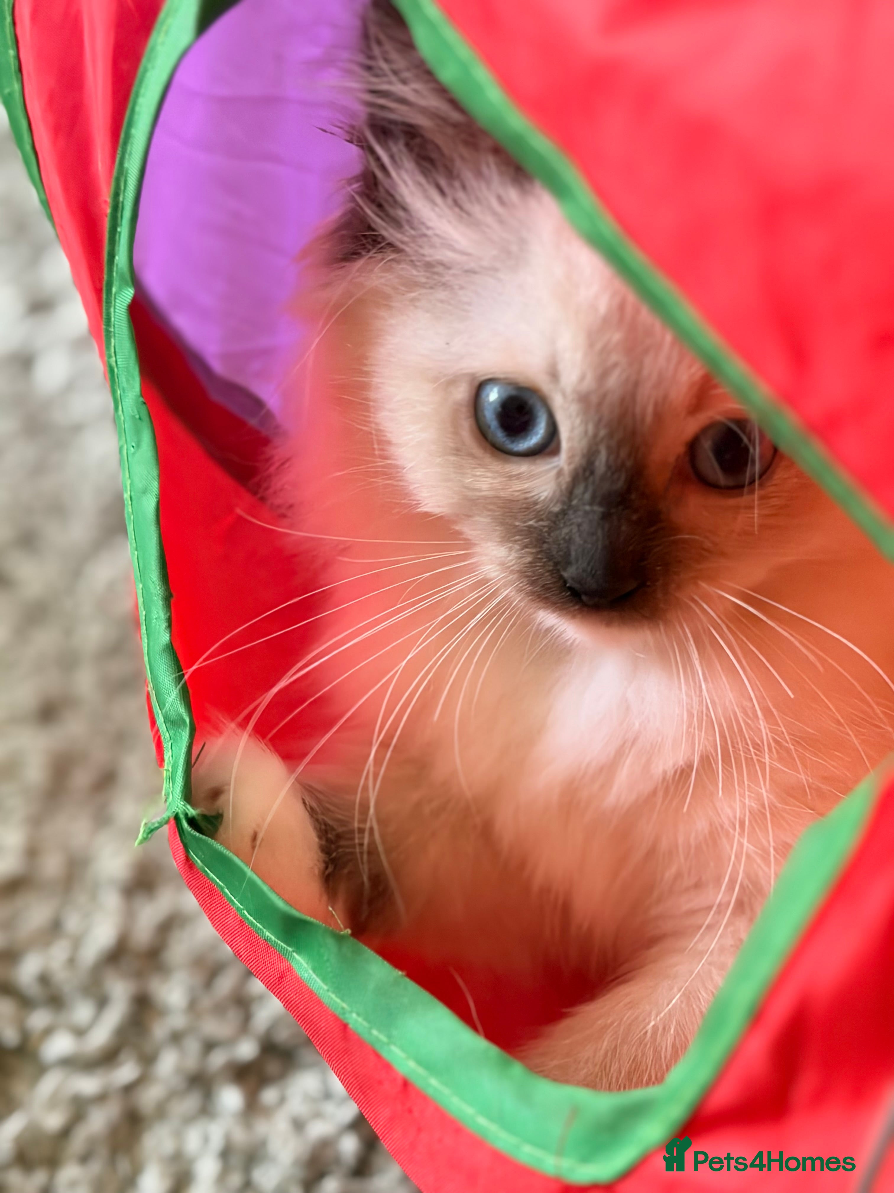 Ragdoll cats Ready 1st Aug!  Ragdoll Kittens GCCF pedigree  - Advert 15